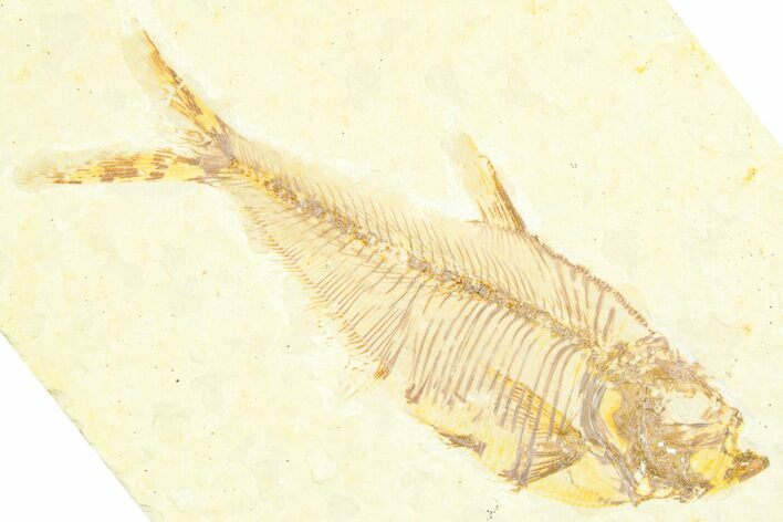 Detailed Fossil Fish (Diplomystus) - Wyoming #379315